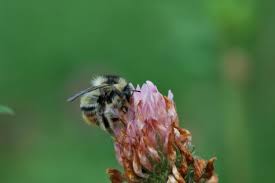 It is ideal for honey beekeepers and others interested in honey. Rare Uk Bumblebee Found At Site Restored To Boost Wildlife Hexham Courant