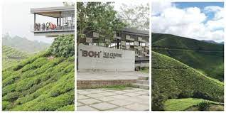 Surau ladang teh sungai palas is located in. Ladang Teh Boh Cameron Highland Cameron Highlands Highland Cameron