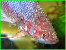 Penyakit Velvet Ikan Cupang Dan Obatnya Daftarhewan Com Daftarhewan Com Ikan Cupang Ikan Betta