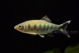 Barilius canarensis differs from b. Barilius Canarensis Aquainfo