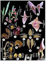 Image result for Bulbophyllum sp. nov