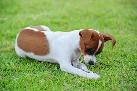If you find your dog constantly chewing and eating random objects, you may need to talk to your vet about this possible disorder. Why Dogs Eat Grass And How To Prevent It Cesar S Way