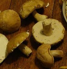Image result for Boletus variipes