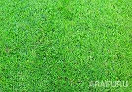 Untuk menanam rumput peralatan harus di siapkan seperti cangkul, garpu dll. Mengenal 7 Jenis Rumput Hias Yang Biasa Ditanam Di Taman Rumah Yuk Arafuru