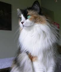 Pin On Cats I Love