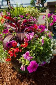 Pink Petunias And Red Begonia Compliment The Cordyline Center Plant Just In One Flower Pot By Maple Crest Landscape 2425 Flower Pots Landscape Design Hardscape