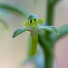 Image result for Habenaria disparilis