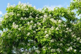 Image result for Catalpa