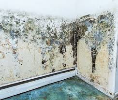 Mold Remediation: The Complete Guide