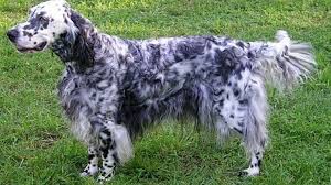 Chihuahuas come in all different shapes, colors, and coat types but. 15 Long Haired Dog Breeds You Need To Know About Barking Royalty