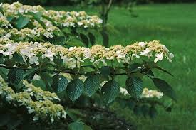 Click on an image or plant name to view the full plant profile. How To Grow Viburnums