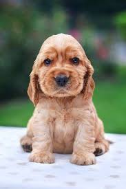 Cocker Spaniel Images Pixabay Download Free Pictures Spaniel Puppies Cocker Spaniel Puppies Dog Names
