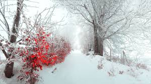 this is my favourite winter wallpaper in ultra hd ultra hd wallpapers winter 938536 hd wallpaper backgrounds download ultra hd wallpapers winter