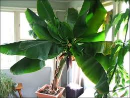 Great savings & free delivery / collection on many items. Banana Indoors