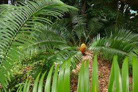 Image result for Encephalartos villosus