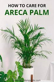 Areca Palm Care How To Grow Dypsis Lutescens Smart Garden Guide Areca Palm Care Palm Plant Areca Palm