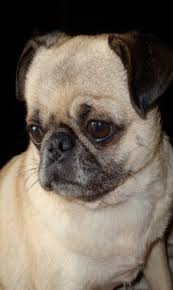 Allow requests from localhost and all locally assigned ip addresses. Pug Pic 10 80 Px 10 80 Px Get Pug Dog Wallpapers Microsoft Store X Px Keep Aspect Ratio