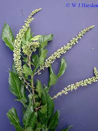 Image result for Paullinia pinnata