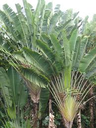 Travelers Palm Bird Of Paradise Travelers Palm Travellers Palm Tropical Garden Design Plants