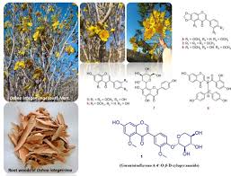 Image result for Ochna afzelii