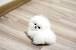 Cute Small Puppies