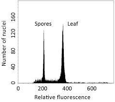 Image result for Triplophyllum heudelotii