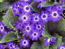 Image result for Cineraria mazoensis