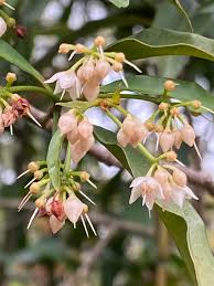 Image result for Ardisia staudtii