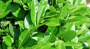 Beerenobst, rosen und anderen gehölzen läuft nur bis zum ablauf des zweiten jahres vom tage. Blog Kirschlorbeerhecke Im Garten Eine Gute Idee