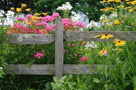 A very simple bed of catmint in full bloom softens the split rail fence. 28 Split Rail Fence Ideas For Acreages And Private Homes Home Stratosphere