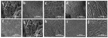 It grows in many parts of north america, and its fruits develop from the flowers that. Molecules Free Full Text Induced Aggregation Of Epoxy Polysiloxane Grafted Gelatin By Organic Solvent And Green Application Html