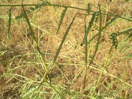 Image result for Sesbania pachycarpa