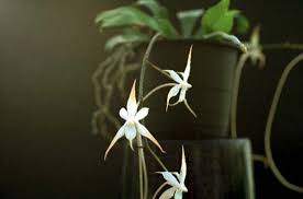 Image result for Aerangis distincta