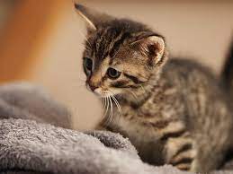 Adopters will receive 30% off the first kitten adoption fee, and 50% off the second adoption fee at whs's milwaukee and ozaukee campuses. Are Animal Rescue Hemet Ca Teams Up With 4th Socal Petsmart 1 Petco To Increase Adoptions Through In Store Catteries The Hemet San Jacinto Chronicle