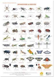 Bird Posters Garden Birds Woodland Birds Farmland Birds Vogelposter Gartenvogel Waldvogel Feldvogel Tierspuren Poster Vogel Im Flug