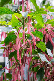 Image result for Acalypha sonderiana