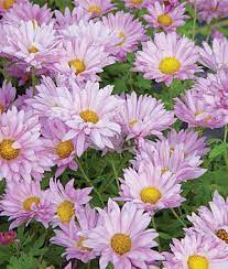 Garden Mum Mammoth Daisy Lavender Chrysanthemums At Burpee Com Garden Mum Potted Mums Flowers Perennials