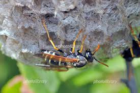 トガリ フタ モン アシナガバチ