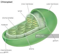 Check spelling or type a new query. Cross Section Of A Chloroplast Photosynthesis Biochemistry Plant Cell