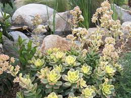 The leaves in the center are pale yellow and progressively the leaves get greener to the outside of the rosette. Aeonium Kiwi Kiwi Aeonium World Of Flowering Plants
