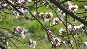 Check spelling or type a new query. Spring Flowers White Flowers Flowers Of Apricots Apricot Flowering Tree Blooming Tree In Spring The Tree In The Spring Flowering Branch Romantic Spring A Flood Of Flowers Pxfuel