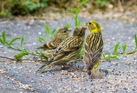 Pin On Serin Cini Ø·Ø§Ø¦Ø± Ø§Ù„Ø¨Ø³Ø¨ÙˆØ³ Son plumage est assez strié. pin on serin cini Ø·Ø§Ø¦Ø± Ø§Ù„Ø¨Ø³Ø¨ÙˆØ³
