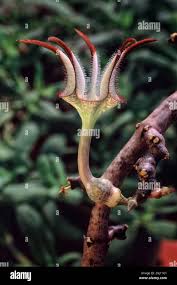 Image result for Ceropegia abyssinica