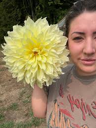 Safeway garlic bulb growth comparison