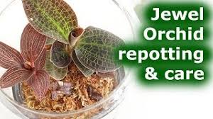 Macodes petola jewel orchid care. Jewel Orchid Repotting And Care Youtube