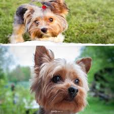 Yorkshire Terrier Cinsi Kopek Bakimi Ve Ozellikleri