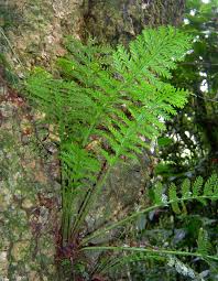 Image result for Asplenium rutifolium
