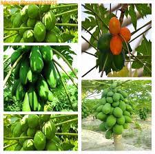 You get a 3 x 8 inch or 8 inch long tree tube instead of a tiny 1.5 x 1.5 potted. 2019 Big Promotion 10ps Bag Dwarf Hovey Papaya Bonsai Sweet Organic Fruit Trees Potted For Home Garden Free Shipping Buy At The Price Of 0 14 In Aliexpress Com Imall Com