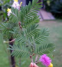 Image result for Dichrostachys