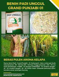 Benih Padi Grand Punjabi 01 Benih Tanaman Kelapa